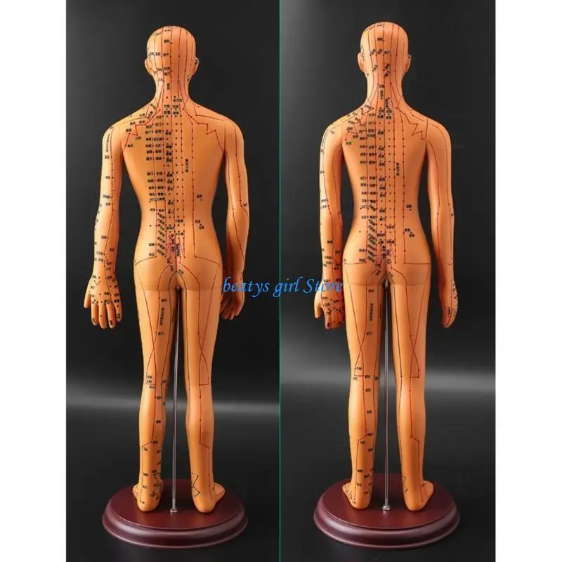 C7AB Human Acupuncture Model with Acupoints and Meridians Male Acupuncture Model