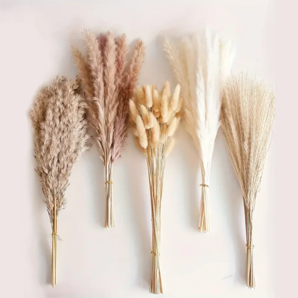 155pcs Dried Pampas Grass Natural Bunny Tail Phragmites Flowers Bouquet Rustic Farmhouse Party Home Decor Floral Arrangements