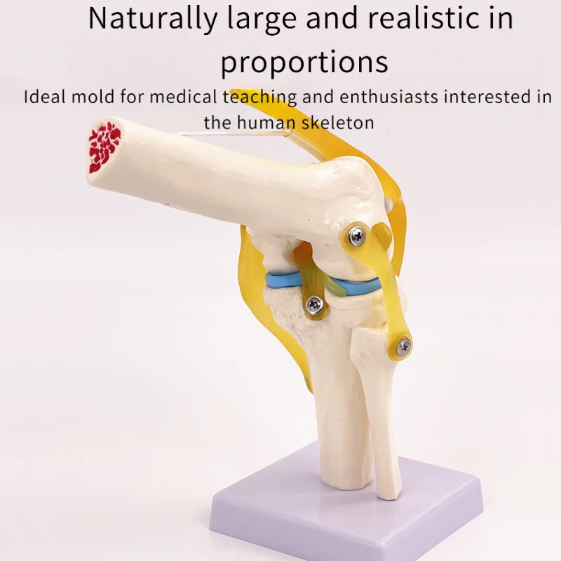 1:1 Life-Size Human Knee Joint Anatomy Model with Ligaments & Patella, Medical Teaching Aid