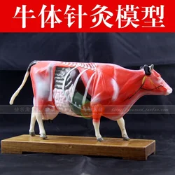 Animal Model Acupuncture Point Model Cow Anatomy Models Cow Anatomy Model Training