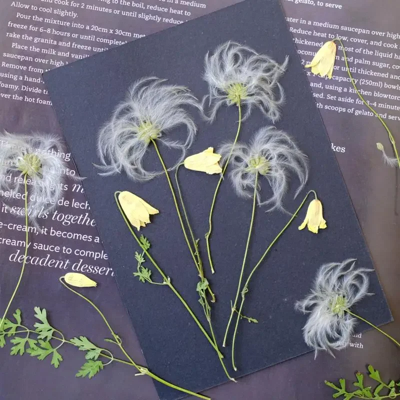 Nature Pulsatilla Flower Dry Flower Embossed Painting Sticker Fluffy Resin Epoxy Phone Case Party Gift Card Bookmark,610cm/24pcs