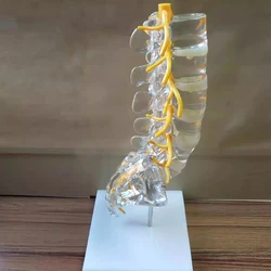 Transparent Lumbar spine model with Tailbone Intervertebral disc Spinal nerve Sacrum Tail vertebra Orthopedic 3D teaching