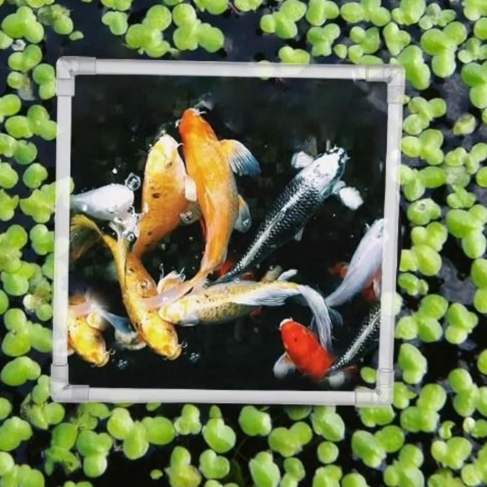 Acuario acrílico creativo, planta flotante, Corral, transparente, reutilizable, anillo de comida para acuario, anillo cuadrado de alimentación de peces, accesorios para estanque
