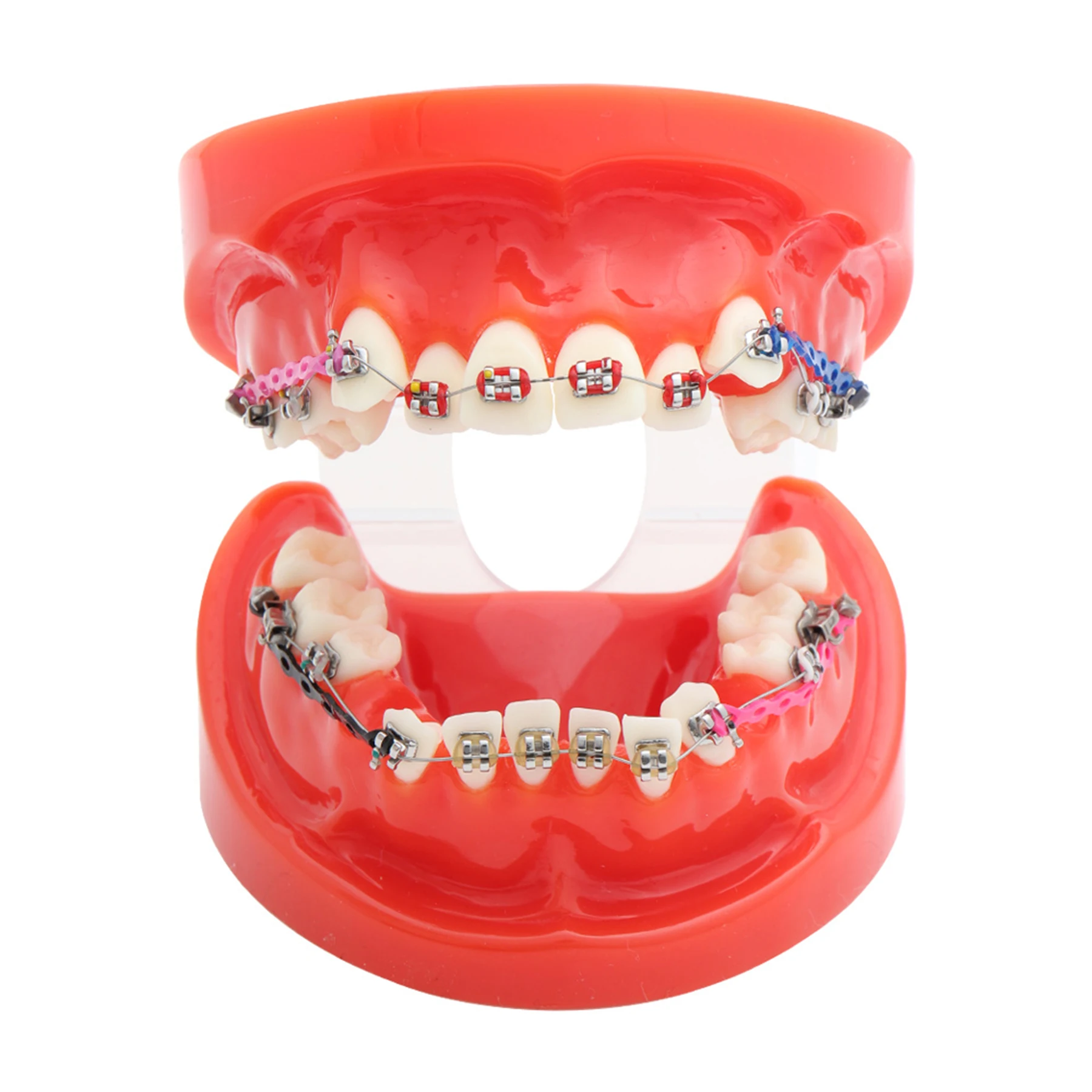 Dental Teeth Model Orthodontics Model premolar extracted bracket and ligature wire affixes Teaching Demo