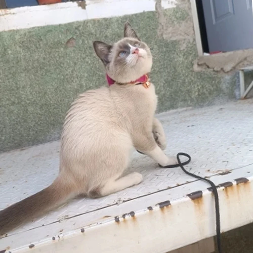 Verstellbare Katzenhalsbänder aus Samt mit Schleife. Die Sicherheit von Haustieren verhindert Ersticken. Bequem und stilvoll für Katzen – Detail 2
