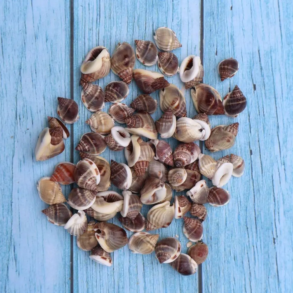 Mixed Natural Seashells And Conchs For Fish Tank Landscape Decoration Ocean Theme Diy Craft Making Home Decor Ornaments