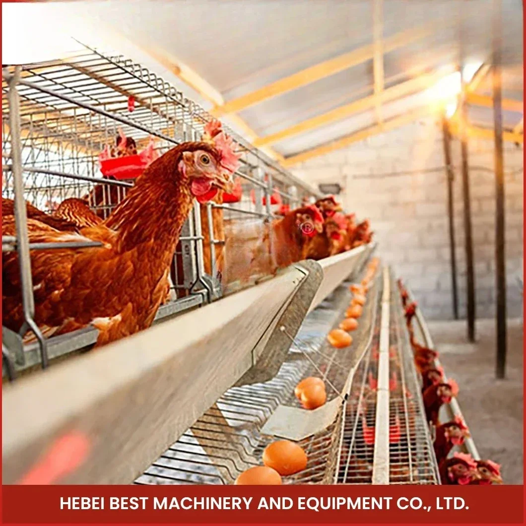 

A Type Layer Chicken Cages 160 Capacity For Tanzania