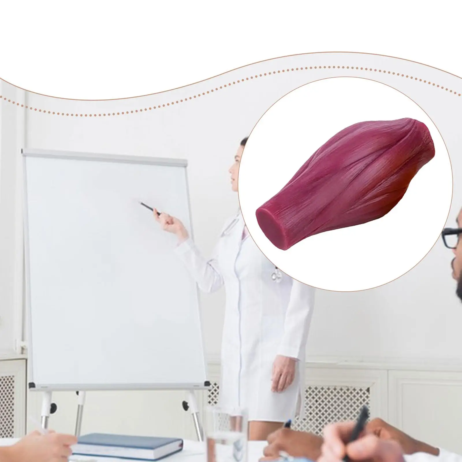 نموذج طبق الأصل لعضلات جسم الإنسان عرض نموذج أنسجة العضلات التشريحية خفيف الوزن نموذج تشريحي لتعلم علماء التغذية