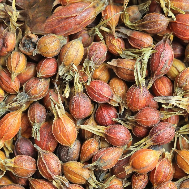 ดอกพุดป่า