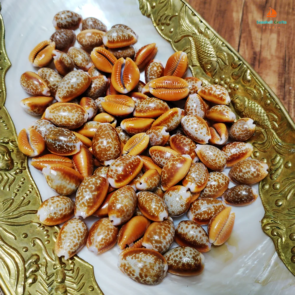 10 PCS Natural Honey Cowrie Shells Reddish Brown Cowrie Snail Erosaria Helvola Seashells Collection Vase Filler DIY Fish Tank