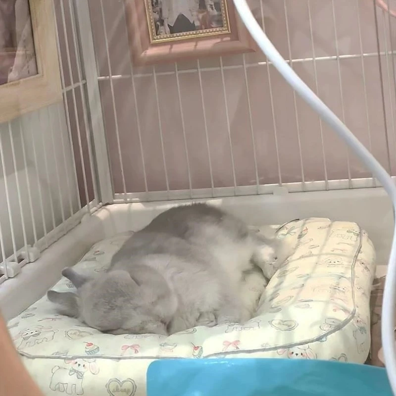 

Водонепроницаемый коврик-лежанка для собак и кошек, летняя охлаждающая подстилка, универсальная всесезонная подстилка для кроликов, уютное место для отдыха в помещении