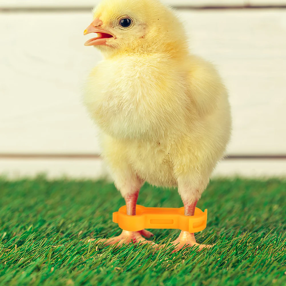 

15pcs Chick Leg Bands Small Splay Leg Correction Brace Pvc Reusable Durable Farm Poultry Health Supplies For Baby Chicks
