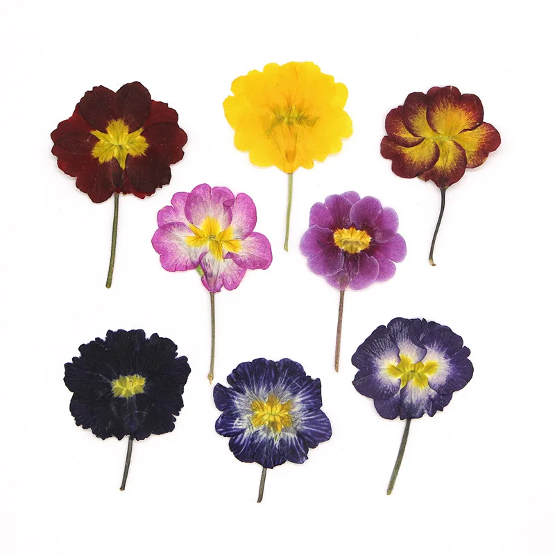 48Pcs European Primrose Teaching Dried Flowers Pressed Real Flower Plant Specimens Stickers Handmade Materials Bookmarks Photo Frames Resin Fan Pressed Flowers