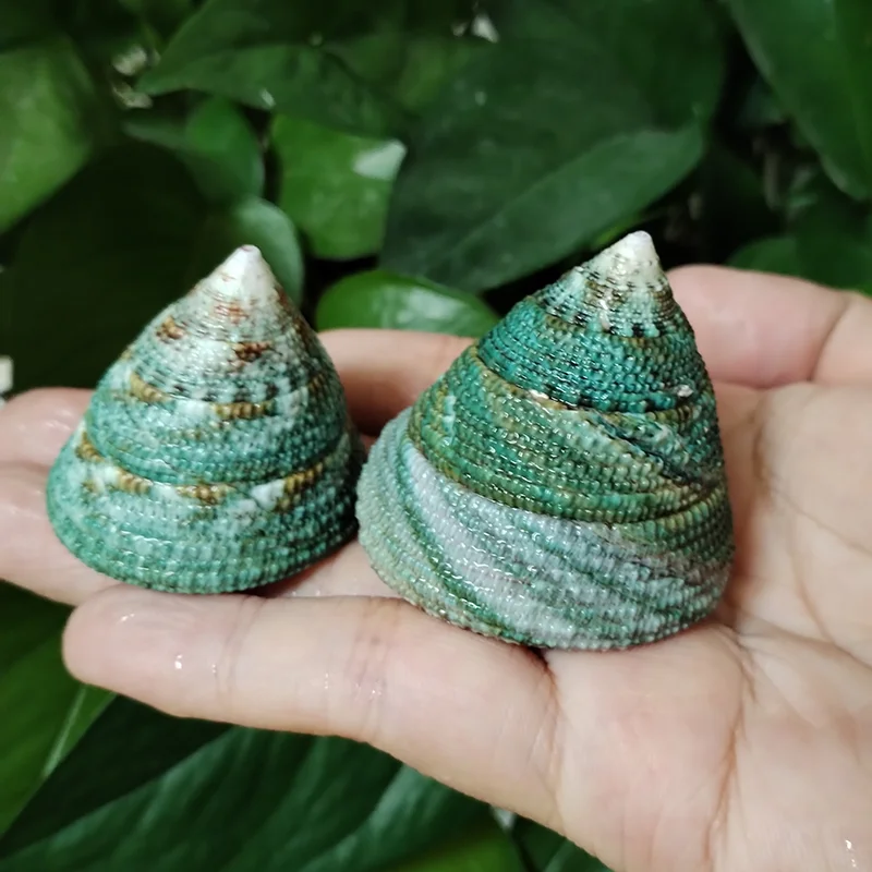 3 PCS Natural Green Tower Seashells Cone-shaped Top Snail 100% Real Trochus Conus Conch DIY Home Decoration Photography Props