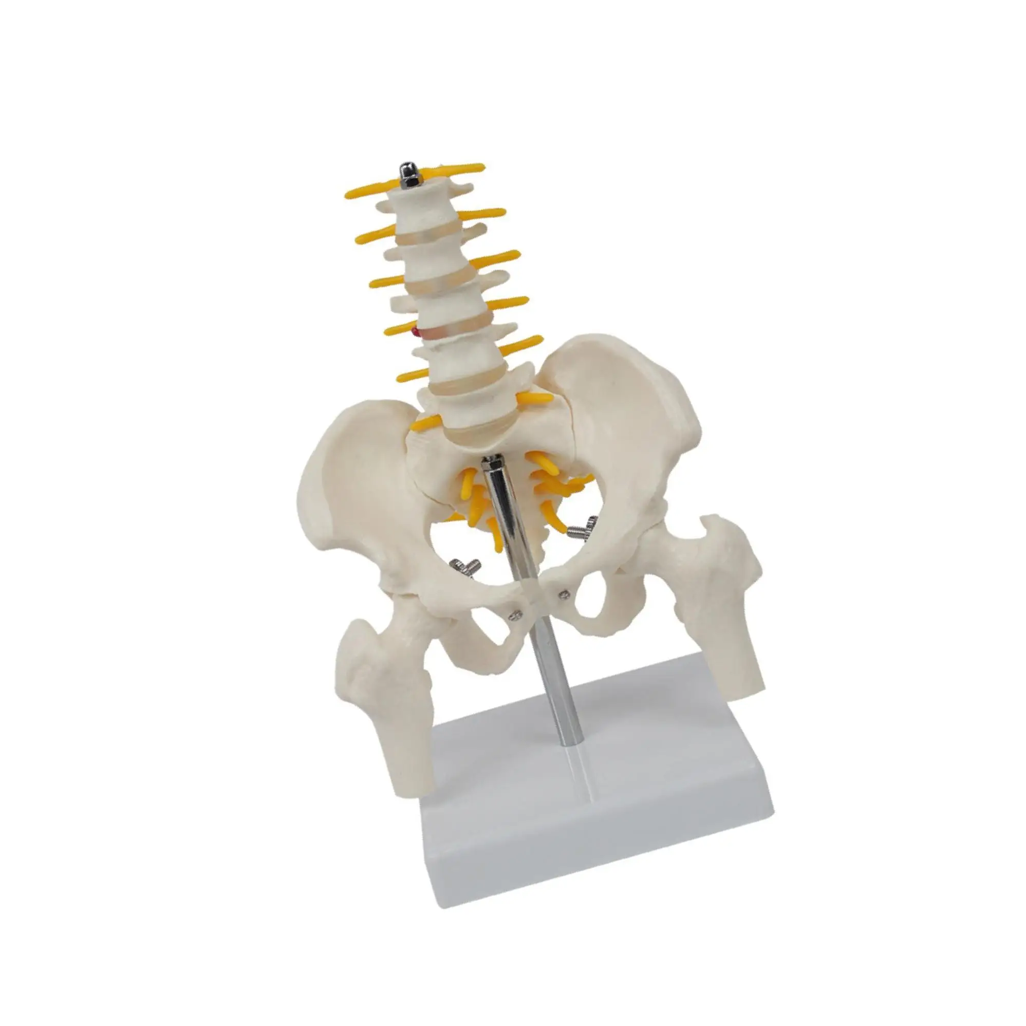 PVC Human Pelvis with Pelvis and Leg Bones Learning Puzzle Toy Life Size