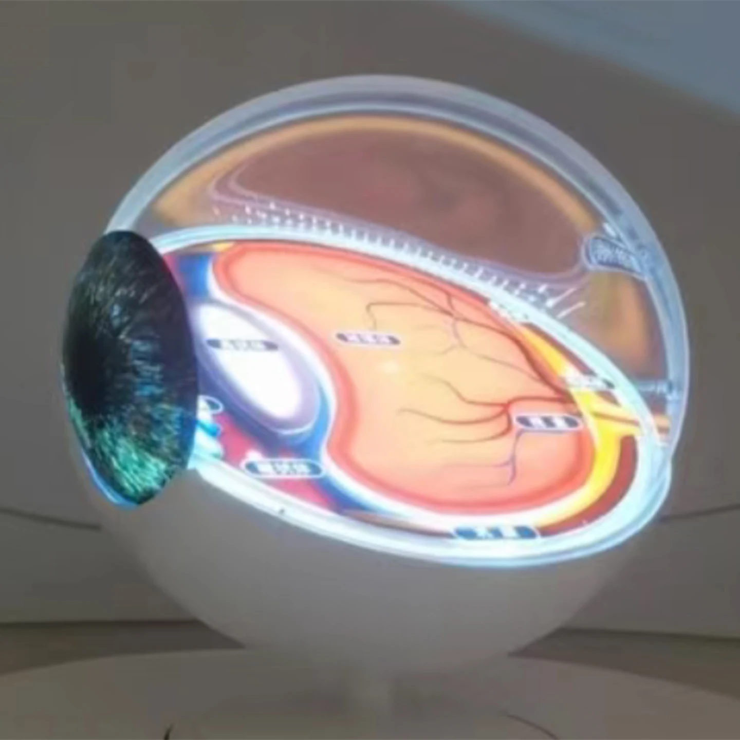 مضيئة مقلة العين هيكل مقلة العين عرض الأعضاء البشرية العرض العلوم ألعاب العلوم الألعاب التفاعلية #5