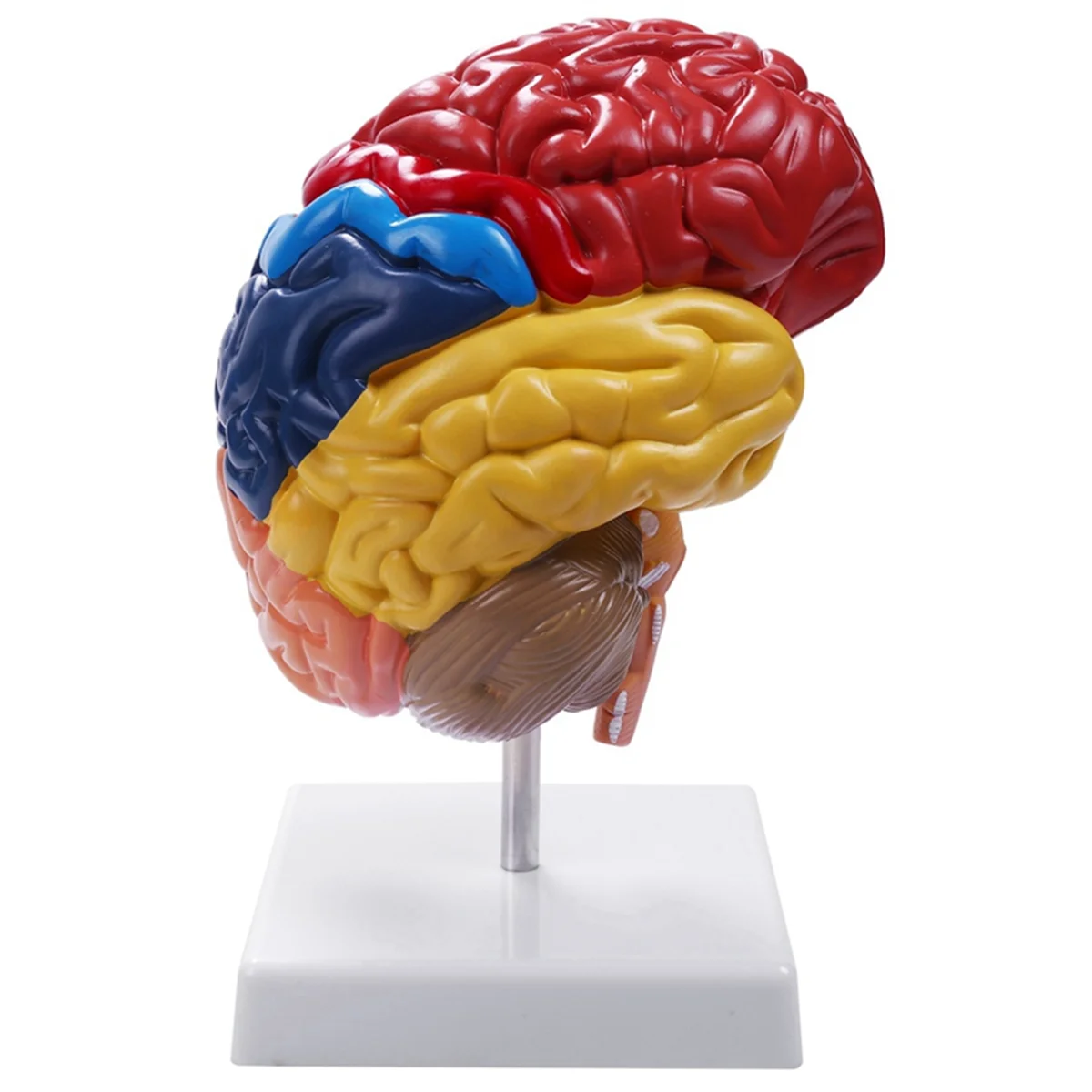 

Cerebral Anatomical Model Anatomy 1:1 Half Brain Brainstem Teaching Lab Supplies