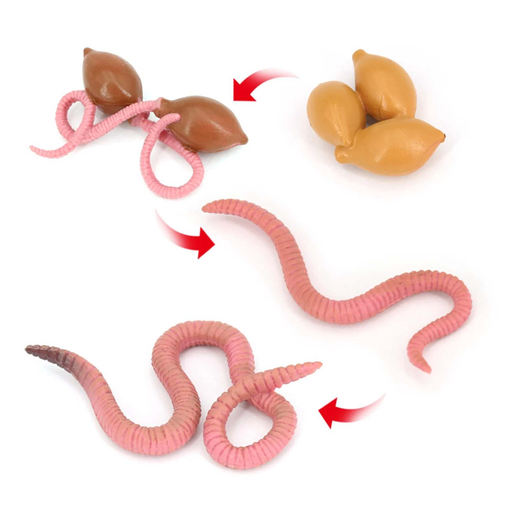 New Arrivals-4Pcs Simulation Earthworm Growth Model Animal Growth Cycle Biological Model Simulation Growth Science Educational T