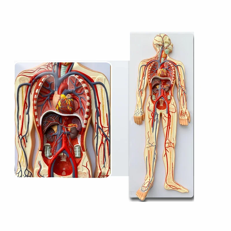 Blood Circulation Model Anatomical Circulatory System Model Heart Visceral Organ Anatomical Model Medical Teaching Aids