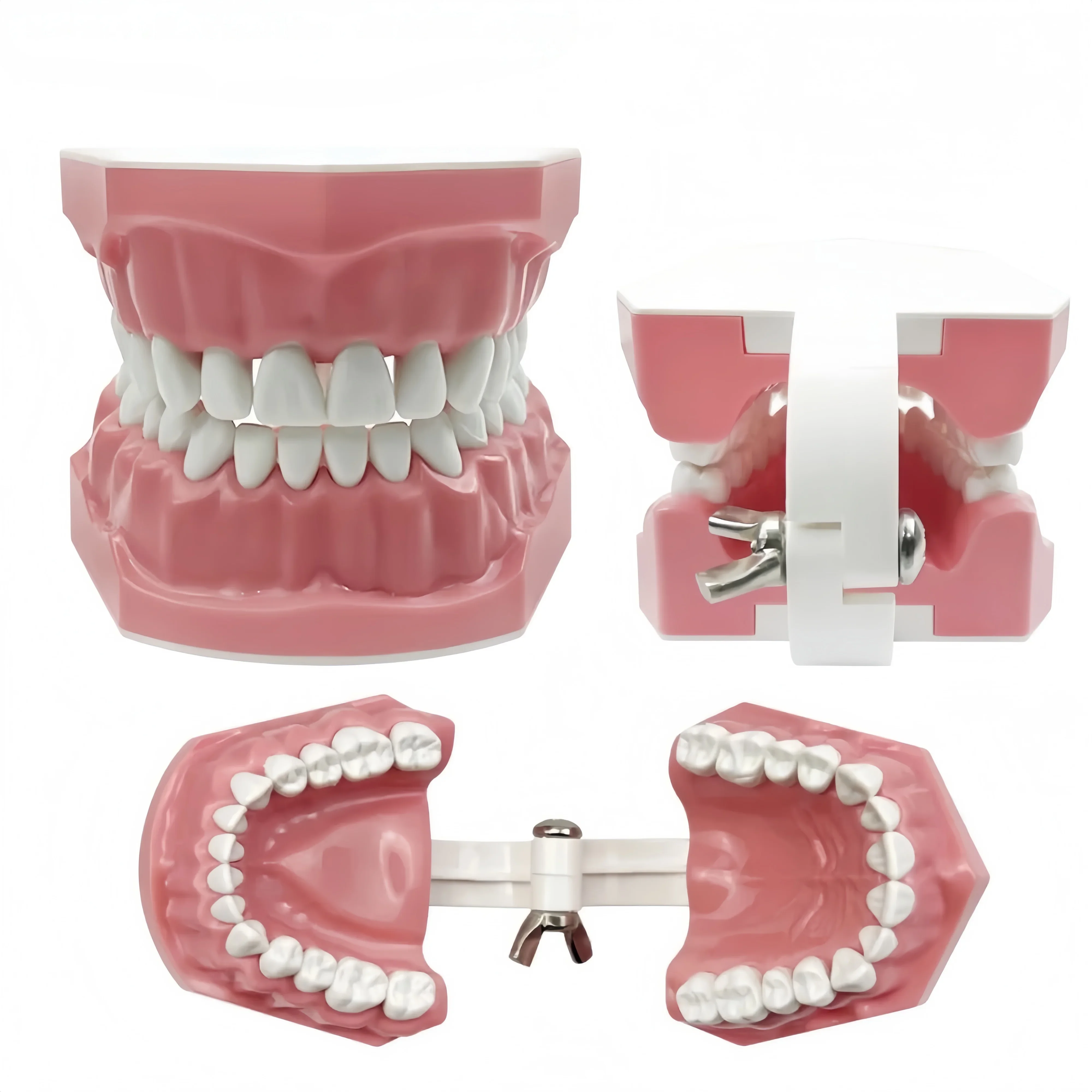 5pcs Dental Teeth Oral Care Teaching Demonstration Model  Brushing Flossing Practice Typodonts Models Student Education Tool
