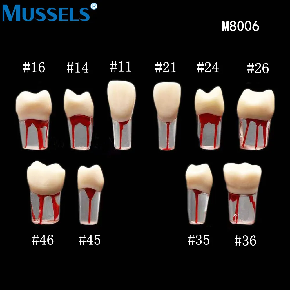 Dental Endo Teeth Model Root Canal Block Training Endodontic RCT Practice Pulp Resin Tooth Study Teaching Dentistry Lab Student