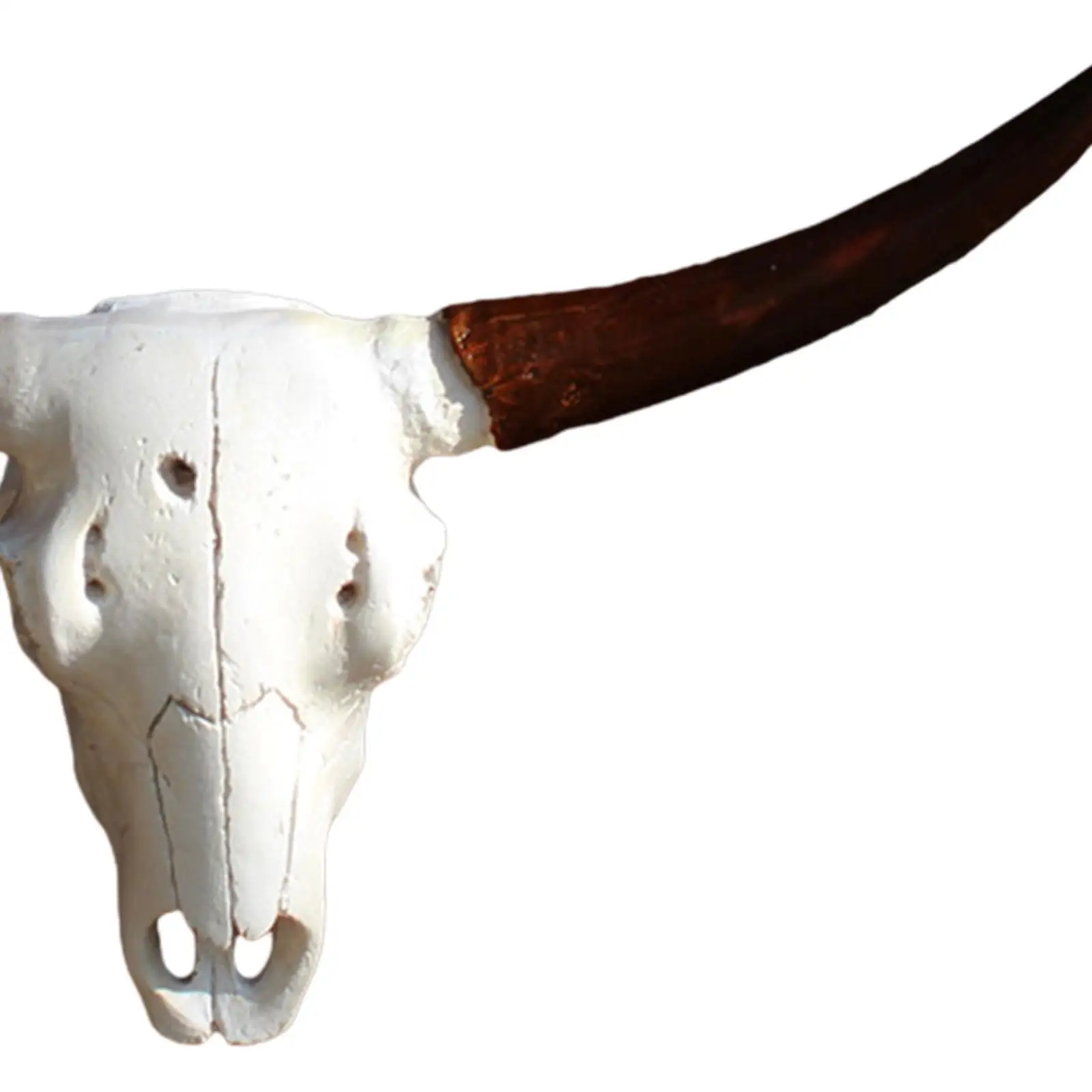 Decorative Bull Skull Resin Wall Head Animal Sculpture for Farmhouse Gallery Home Collectible Ornament