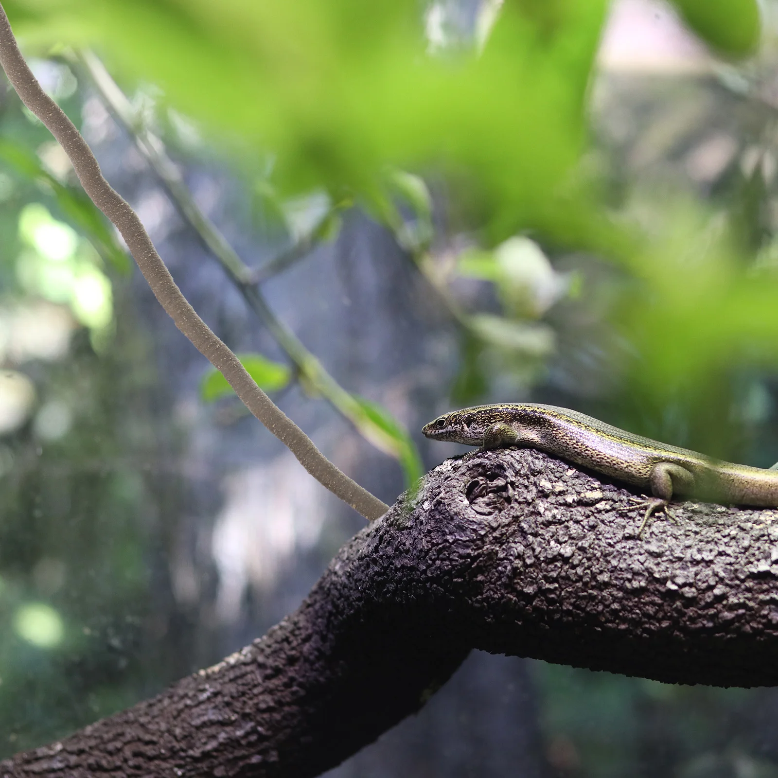 

Imitation Vine Reptile Climbing Decor Terrarium Plants Resin Branch Vines Flexible 3D Habitat Realistic Jungle Environment Pet