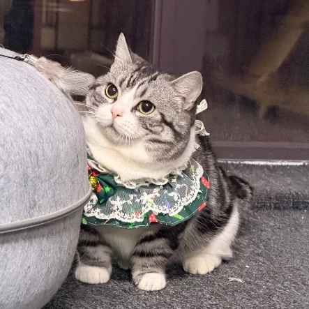 Pañuelo navideño de encaje para mascotas, babero para perros pequeños y gatos, bufanda suave ajustable para vacaciones, ropa festiva para el cuello para mascotas, regalo de decoración