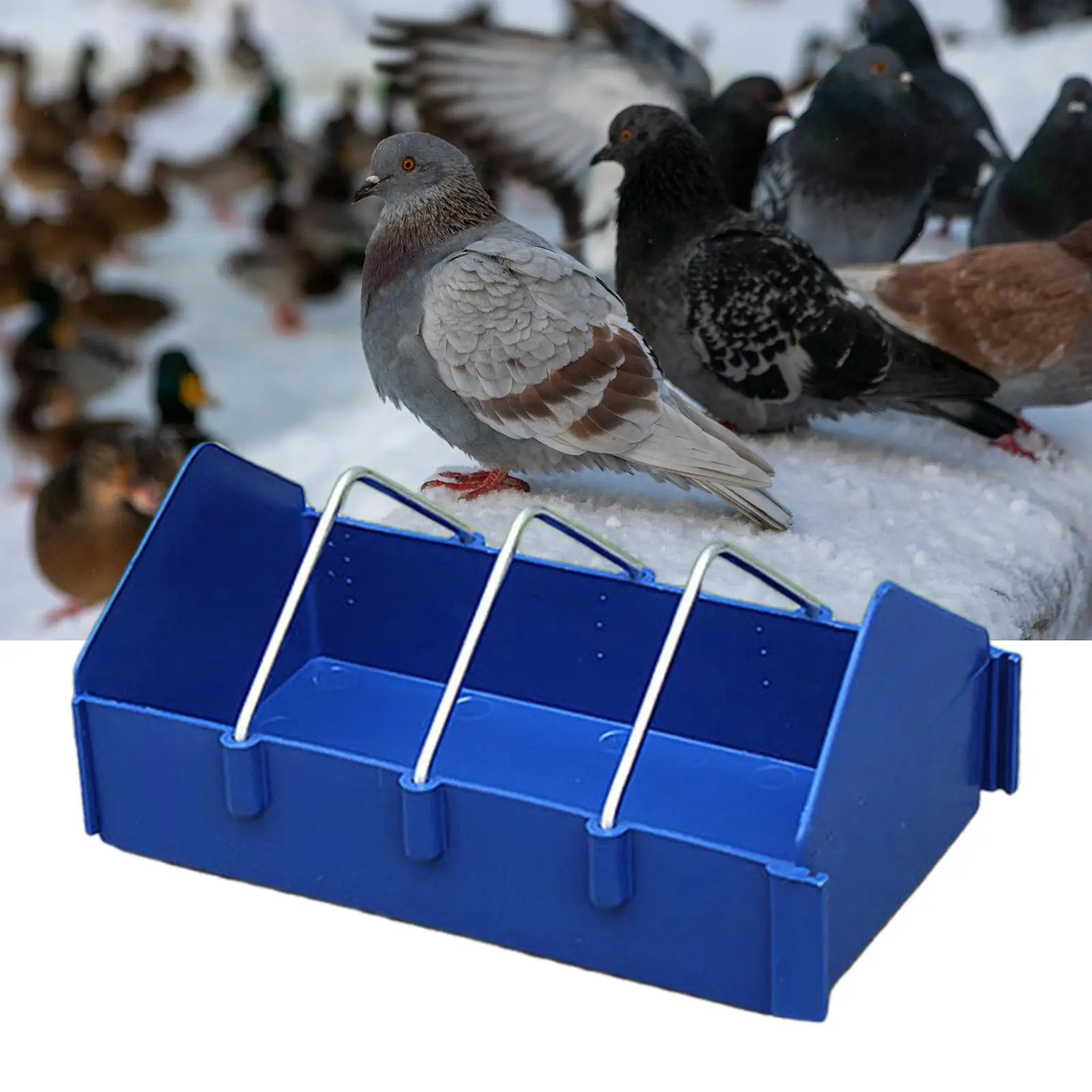 Thumbnail 3 - #36 Compare Birdhouses Before You Buy