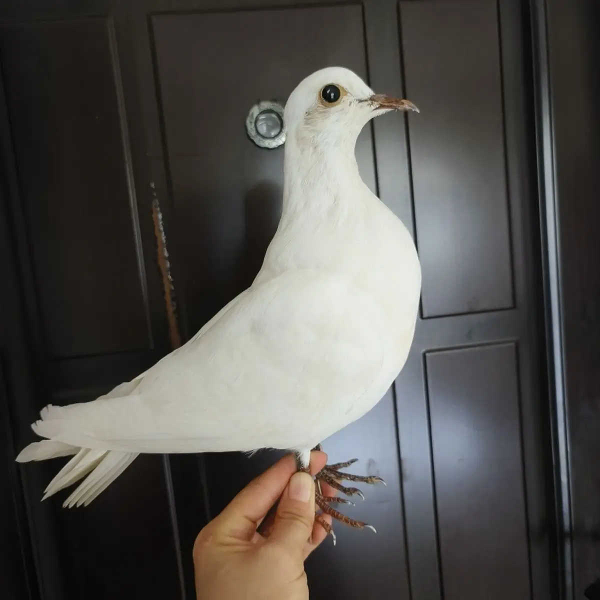 Realistic Pigeon Taxidermy Mount Lifelike Specimen for Home Decor Interior/Garden Landscape Styling Professional Photograph Prop