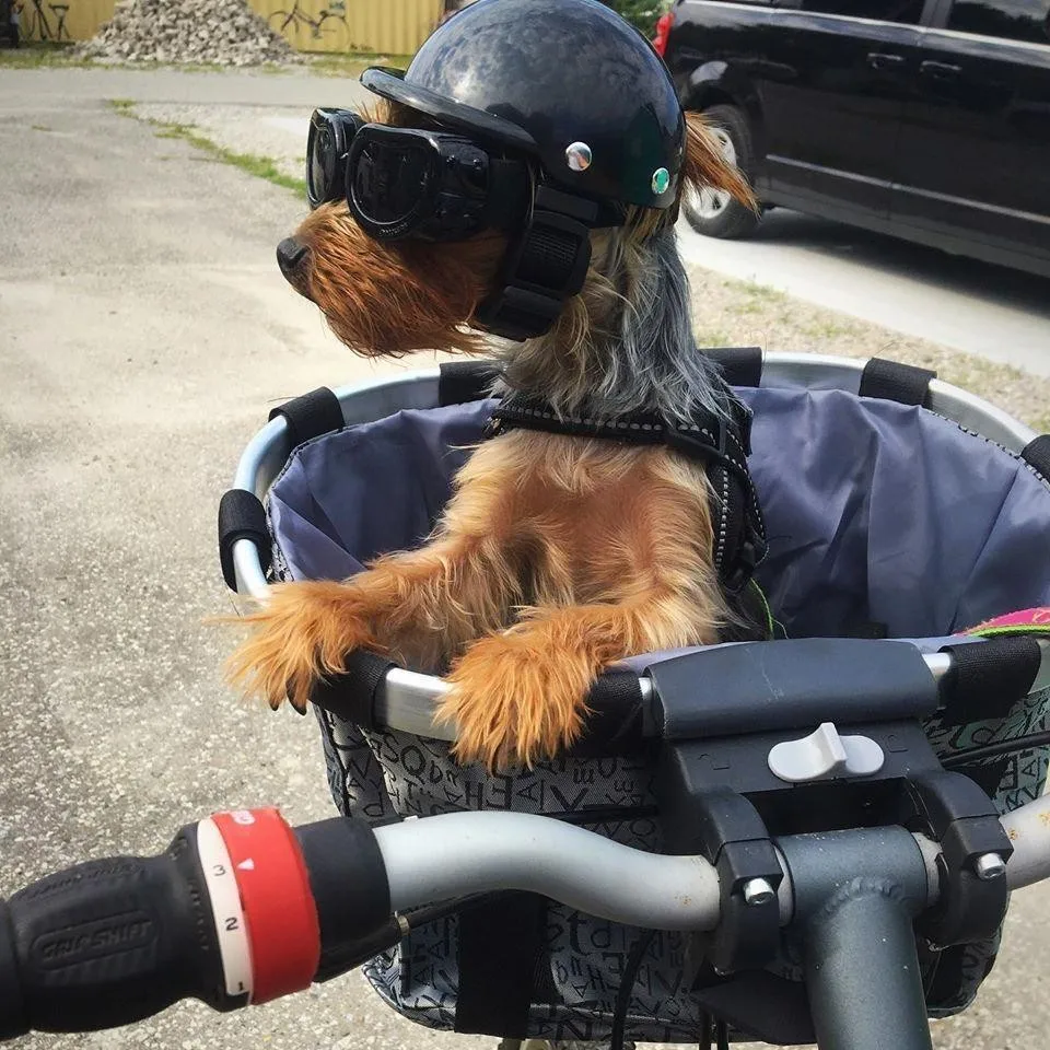 New Four Seasons Super Cool Dog Bike Motorcycle Helmet With Sunglasses Safety Cat Hat Travel Head Protection Pet Accessories