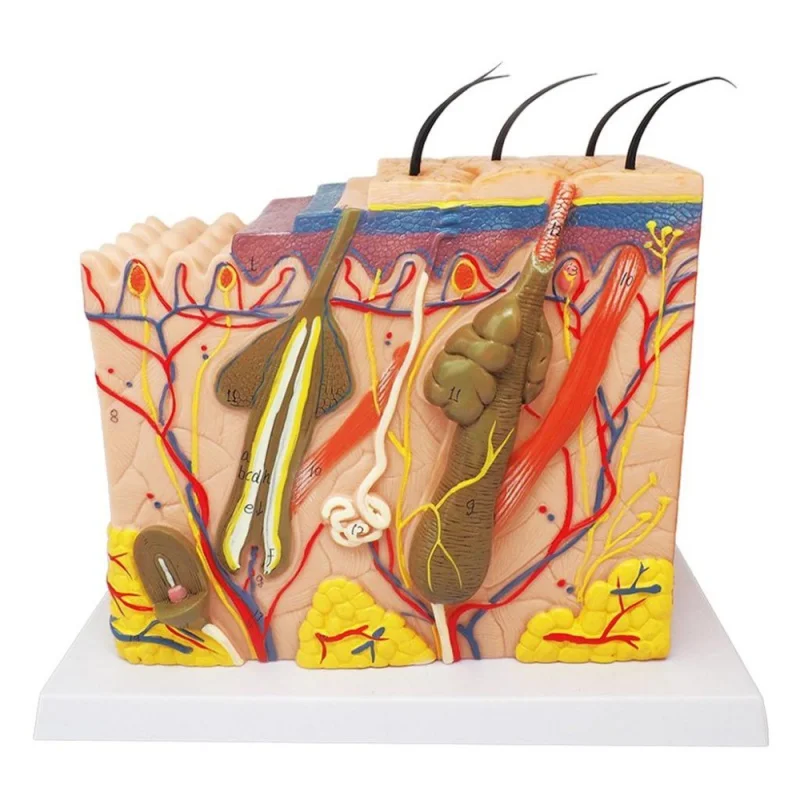 Modelo de ciencia médica, piel humana, columna vertebral, rodilla, Pie, Mano, anatomía, capas de piel, tejido capilar, estructura interna,