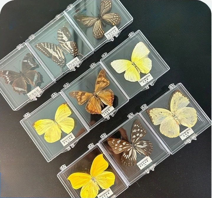 Echte Schmetterlingsdekorationen, Schmetterlinge in Schachteln, Sammlerstücke, kleine Geschenke, Wohnzimmerdekoration, Schreibtischzubehör