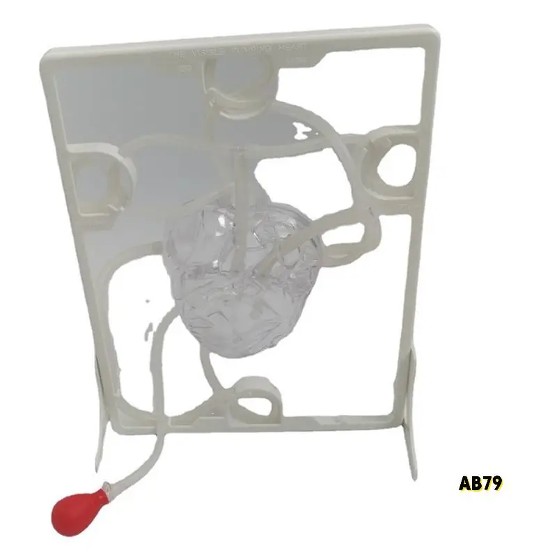 การไหลเวียนของหัวใจจําลองวิทยาศาสตร์การศึกษาสําหรับนักเรียนห้องเรียน EDU วิทยาศาสตร์ Human Body Anatomy อวัยวะรุ่น