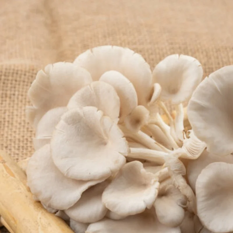 Mjx Hyper Go 10208 … - image