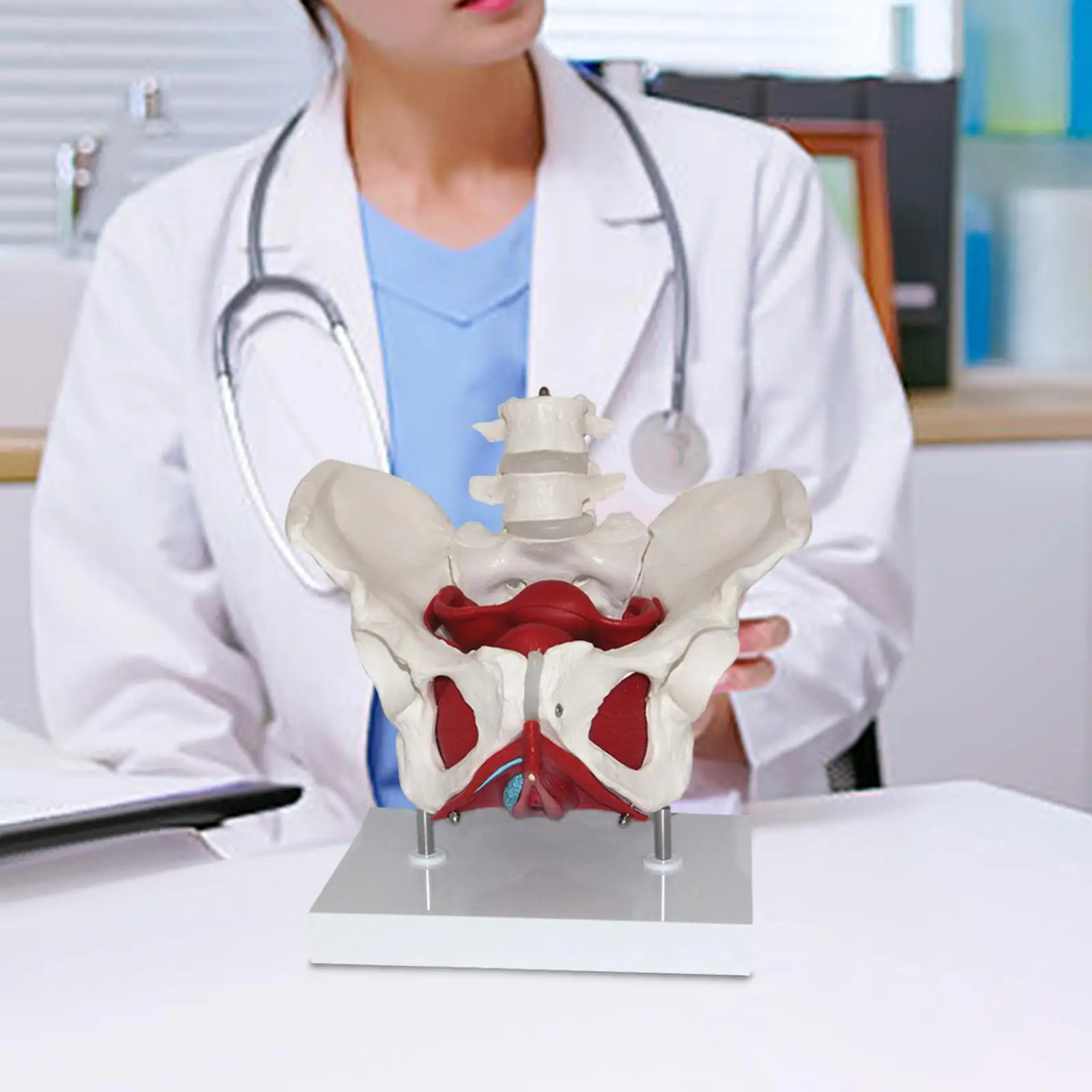 Female Pelvis Model Perineal Model Flexible Human Skeleton with Pelvic Floor Muscles for Teaching Learning Display Gynecology