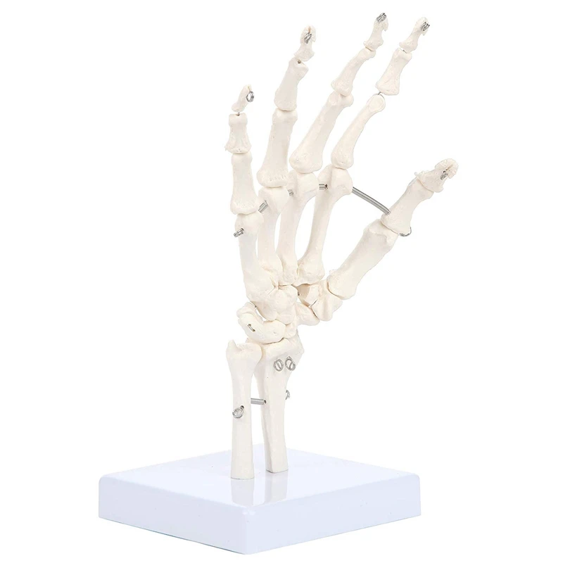 A34M-نموذج مفصل اليد البشرية نموذج الهيكل العظمي التشريحي أداة دراسة التشريح البشري