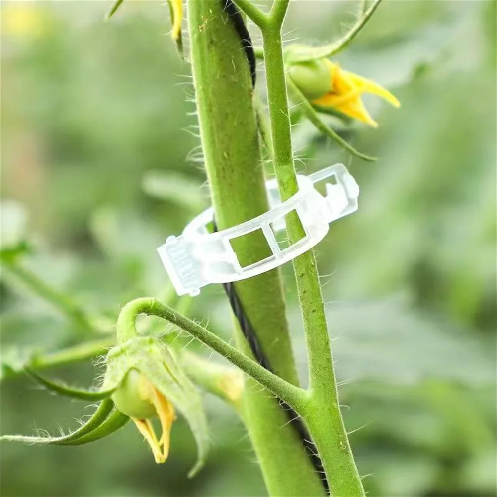 50Pcs /Bag Tomato C…