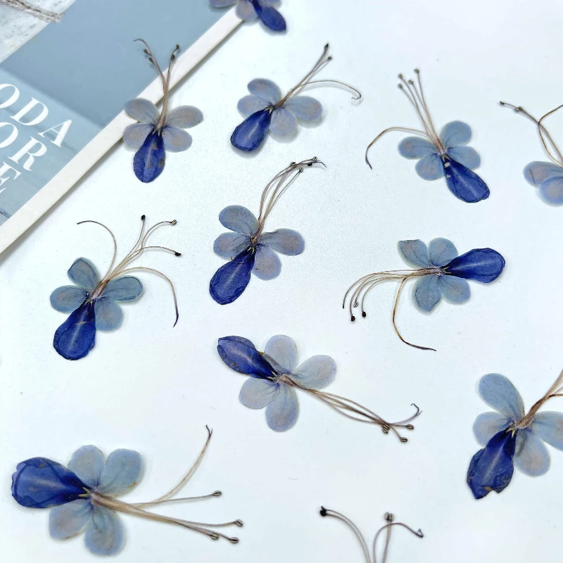 

4-6cm/6pcs,Pressed blue butterfly pressed flower,dripping gel coaster diy flower material bookmark Christmas card face makeup