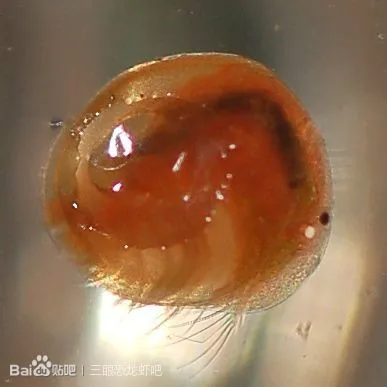 

400-500 PCS/Lot Clam Shrimp Eggs Seeds Mussel Shrimps Egg Seed Science Toys