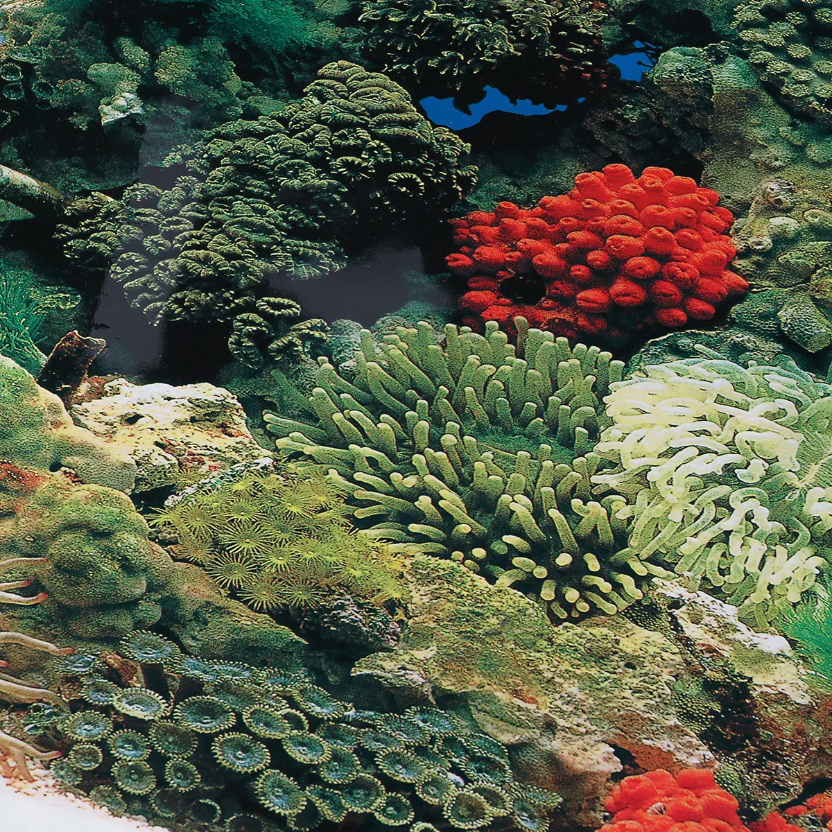 42 cm zelfklevend behang aquar - Aquarium Fish Wallpaper recensie en prijs