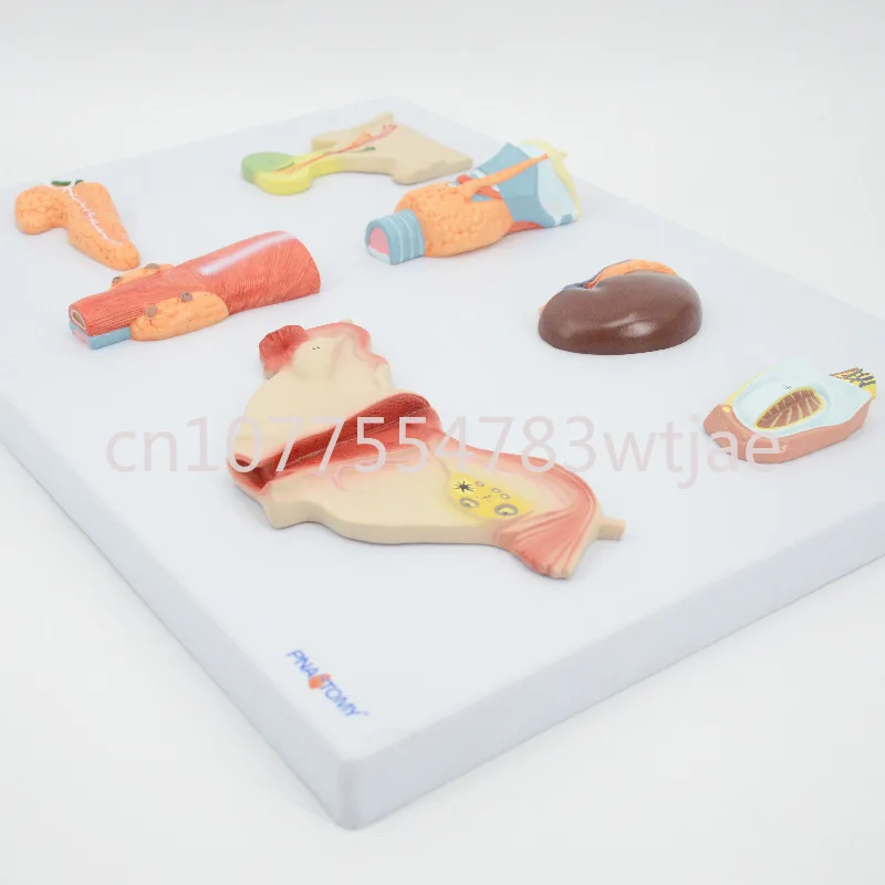 Anatomy Model of Human Endocrine System Teaching Tool Endocrine Organs 7 Parts