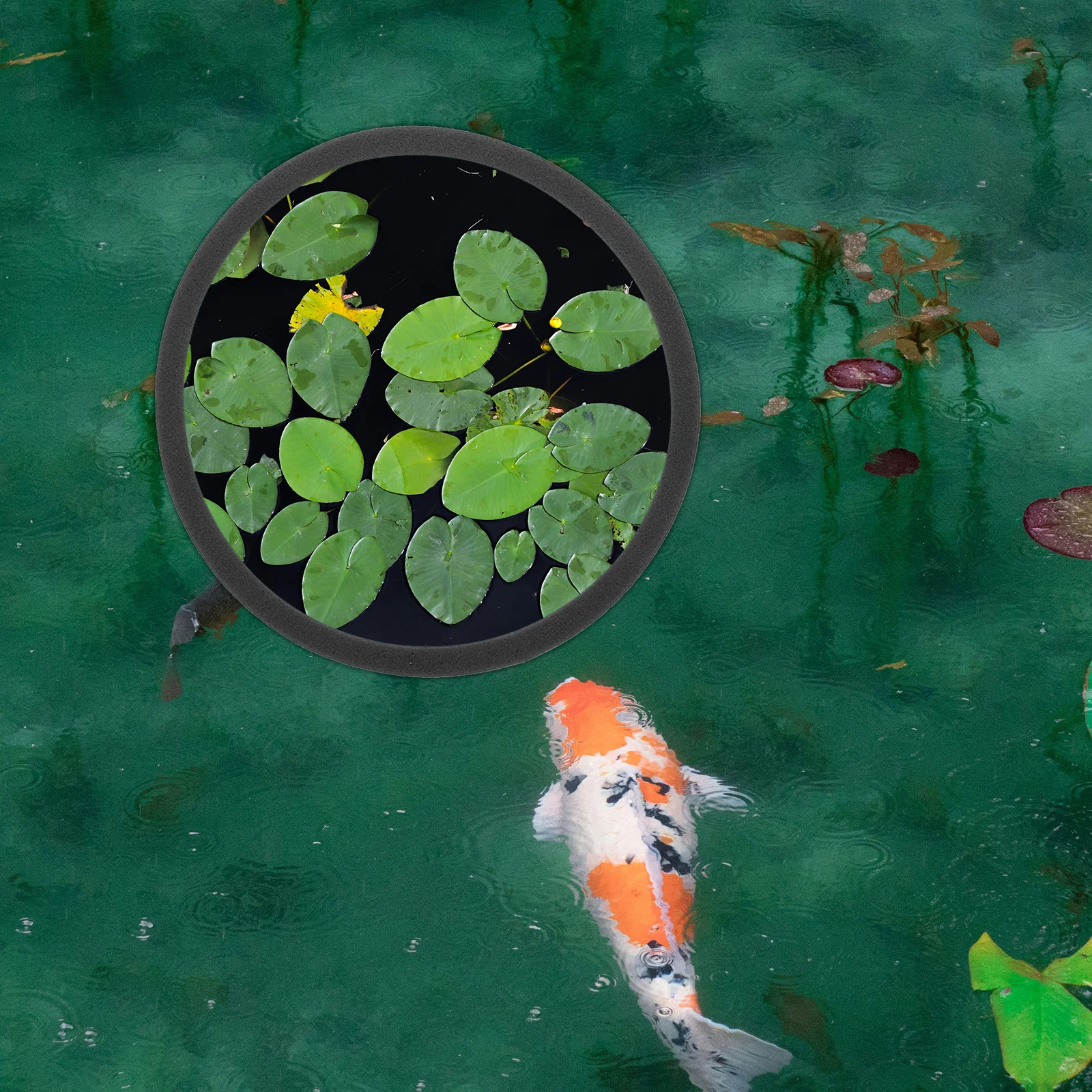 

5Pcs Aquarium Floating Plant Rings Durable Eva Material Suitable All Sizes Fish Tank Accessories Aquarium Floating Plant Rings