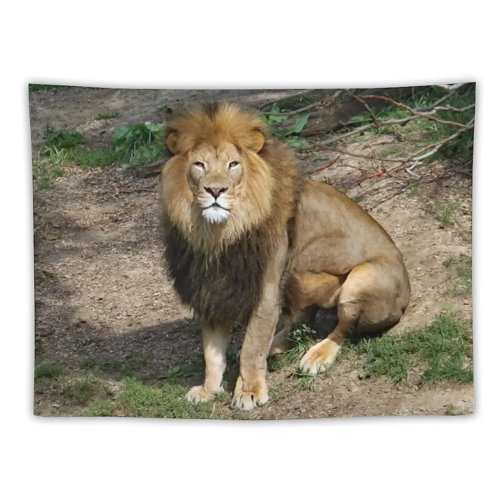 

Lion 6913 Tapestry Cute Room Decor Aesthetics For Room Bedroom Organization And Decoration Tapestry