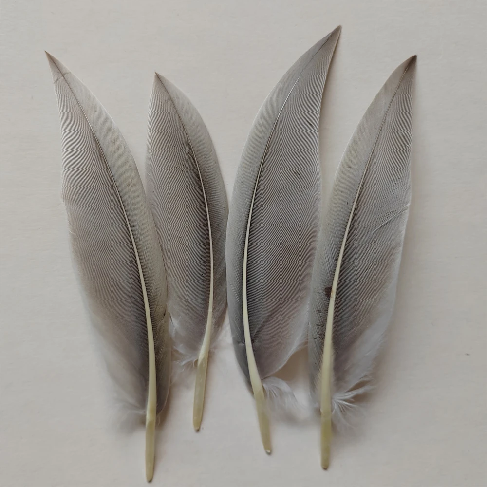 200Pcs Natural Grey Curved Goose Quill Feathers,Original Color Knife Shape Goose Feathers for DIY Craft,Headdress&Costume Decora