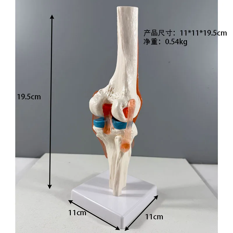 1:1 等身大成人人間の膝関節解剖モデル医療科学教育リソース靱帯機能膝関節モデル