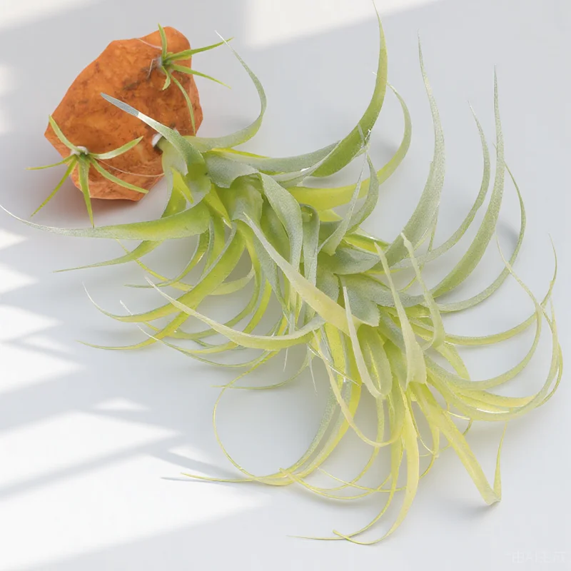 

Lifelike Artificial Plants Terrarium Decor Aquarium Fake Plant Ornament For Lizard Box Fish Tank Reptile Supplies Terrarium