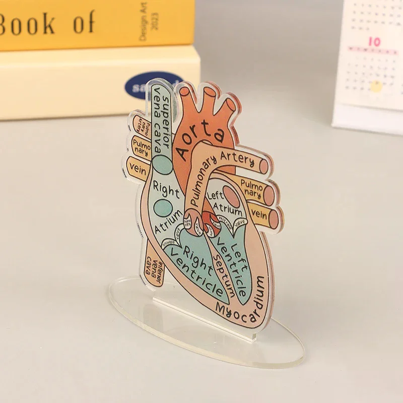 2D Heart Anatomy Acrylic Model - Educational And Decorative Teaching Tool For Home Office Classroom Clinic Medical Office