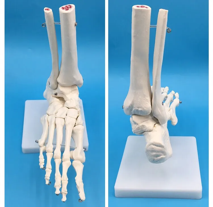 Medical Science Human Foot Bone Skeleton Models Human Foot Anatomical Model