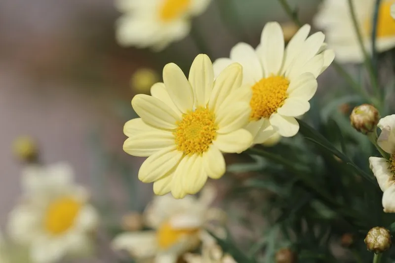 holybro-pm07-module-de-gestion-de-l'alimentation-5v-ubec-2-12s-entree-lipo-pour-drone-de-course-pixhawk-4-px4-fc-rc-fpv-quadrirotor